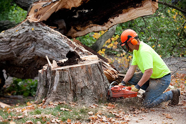 Best Tree Fertilization Services  in USA